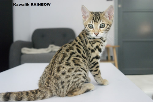 chaton bengal